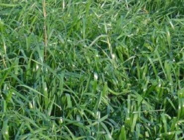 F1-Makkhan Grass Fodder