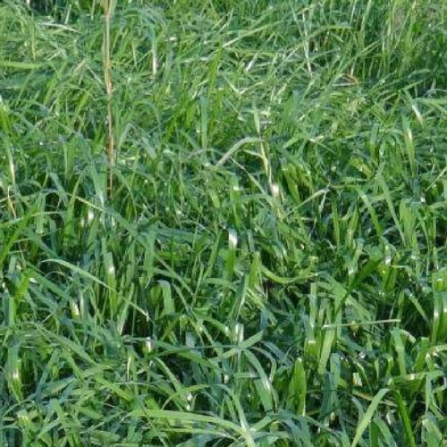 F1-Makkhan Grass Fodder