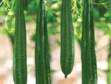 F1-Naveen Ridge Gourd