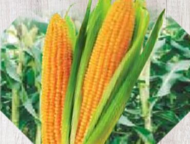 F1-K 064 Maize